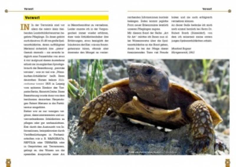 Preview: Die Spaltenschildkröte